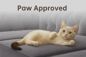 chesterfield sofa with a cute cat. Paw approved